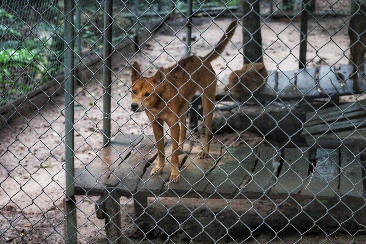khu chuồng nuôi chó Phú Quốc