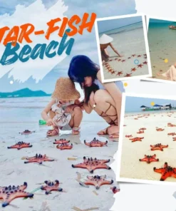 Starfish Beach Phu Quoc – Explore Rach Vem Village & Ham Rong Bay
